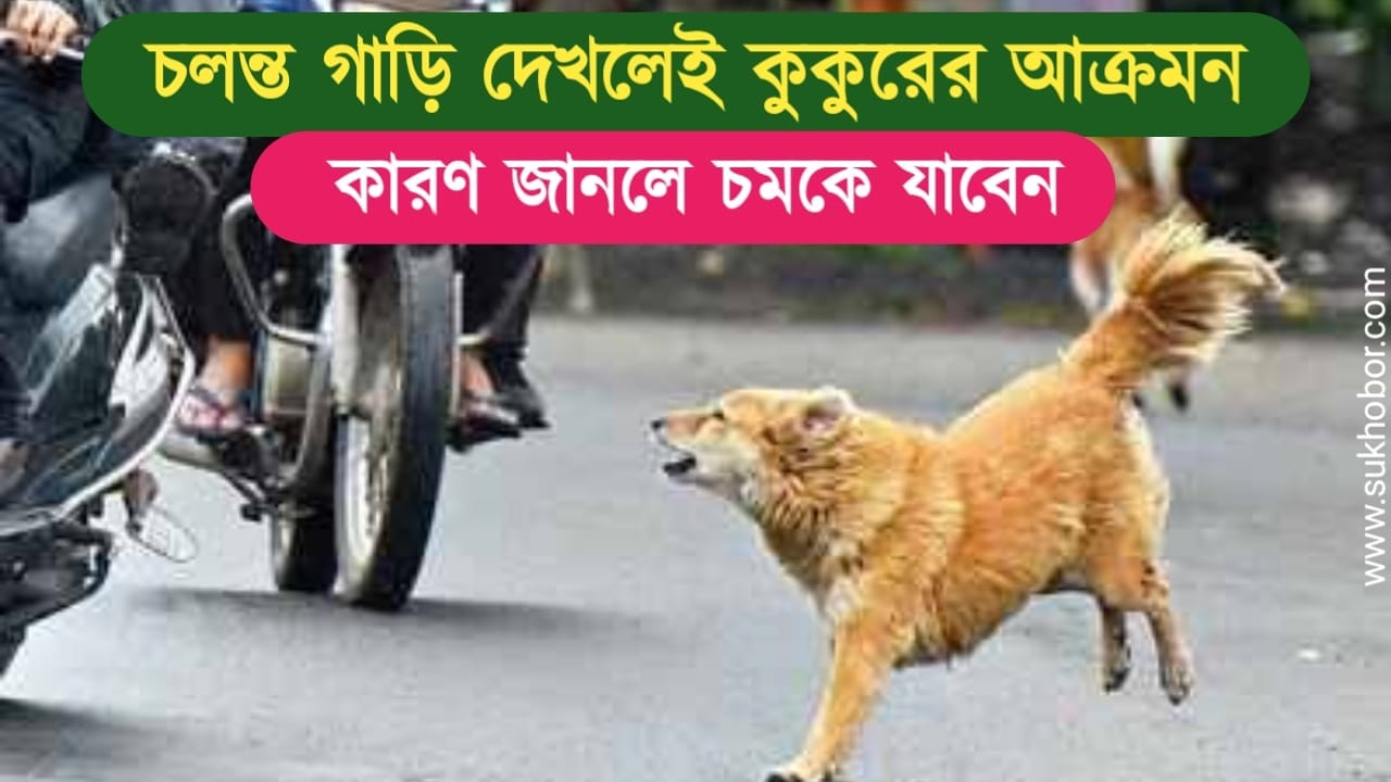 Street Dogs Attack On Vehicle